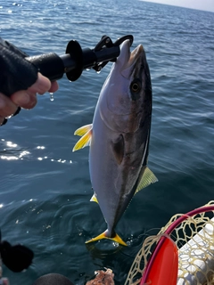 イナダの釣果