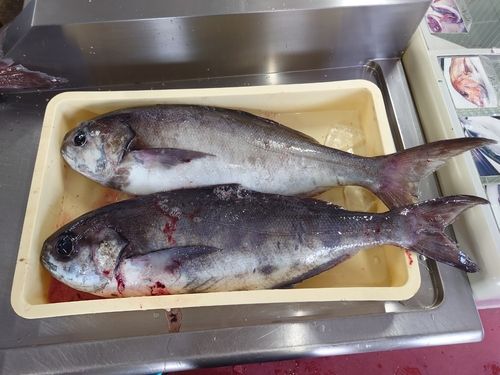 メダイの釣果
