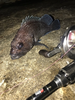 オウゴンムラソイの釣果