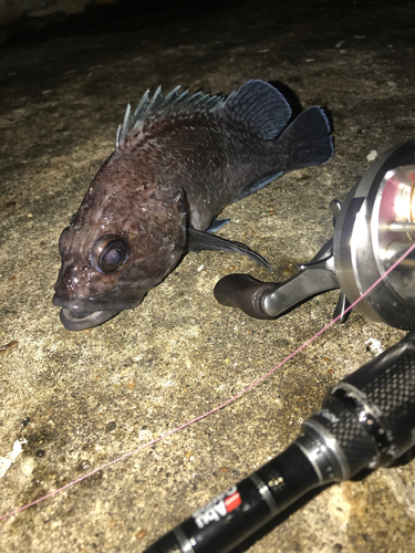 オウゴンムラソイの釣果