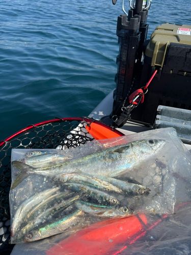 ウルメイワシの釣果