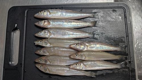 シロギスの釣果