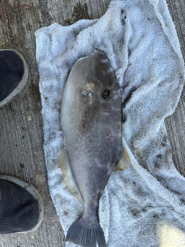 ウスバハギの釣果