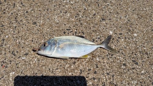 メッキの釣果