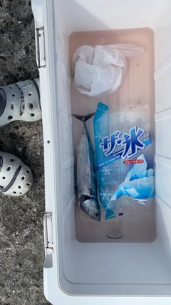 メジカの釣果