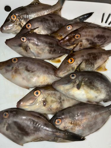 ウマヅラハギの釣果