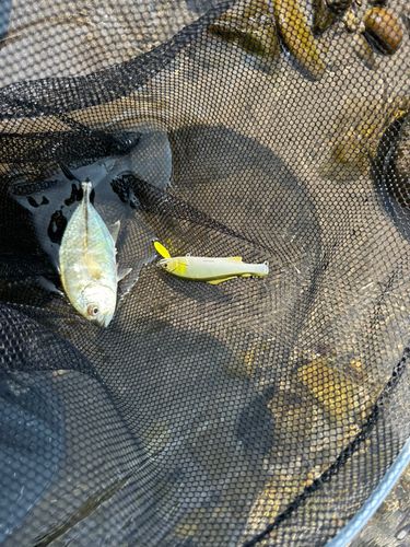 メッキの釣果