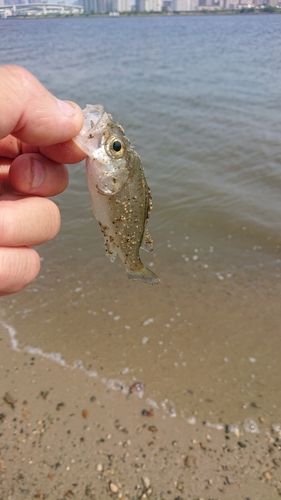 セイゴ（マルスズキ）の釣果