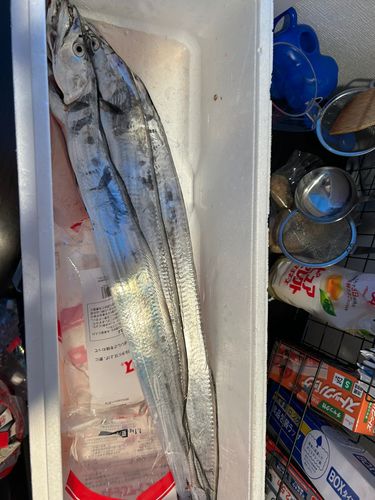 タチウオの釣果