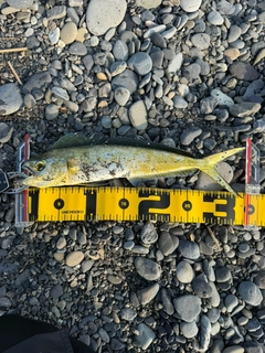 シイラの釣果