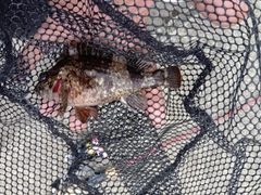 ムラソイの釣果