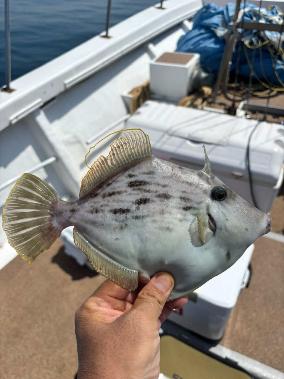 タッチーさんの釣果 2枚目の画像