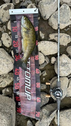 スモールマウスバスの釣果