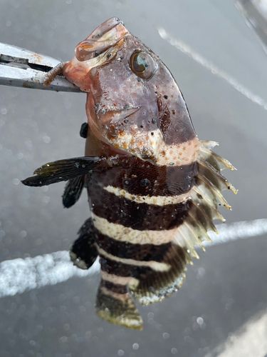 アオハタの釣果
