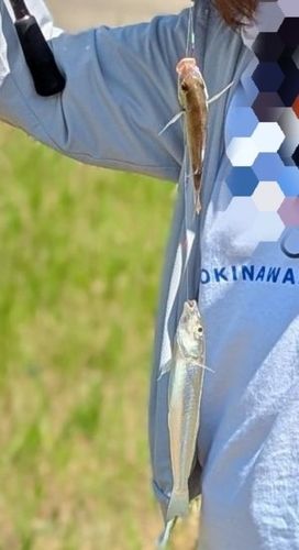 メッキの釣果