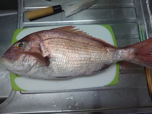 タイの釣果