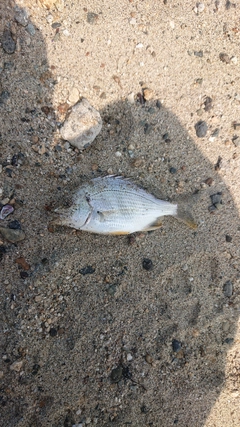 キビレの釣果
