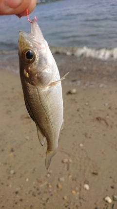 セイゴ(マルスズキ)の釣果