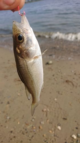 セイゴ（マルスズキ）の釣果