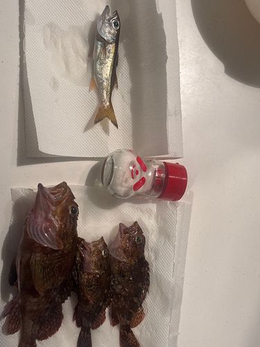 カサゴの釣果