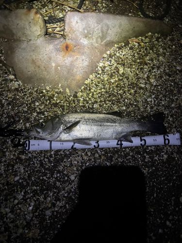 スズキの釣果