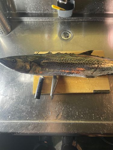 サワラの釣果