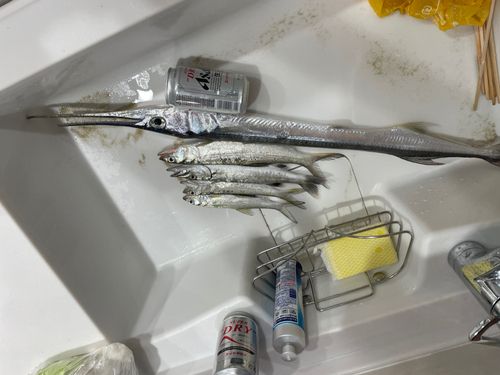 オキザヨリの釣果