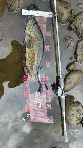 スモールマウスバスの釣果
