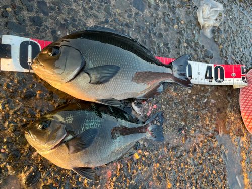 オナガグレの釣果