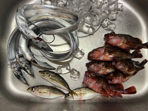 タチウオの釣果