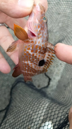 キジハタの釣果