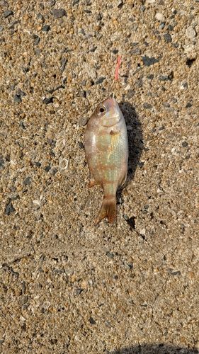 コチの釣果