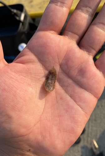 シタビラメの釣果