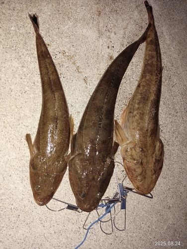 マゴチの釣果