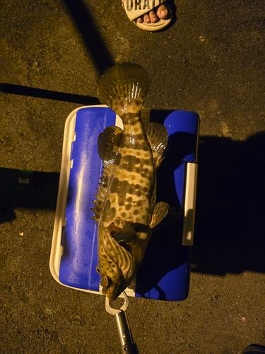 チャイロマルハタの釣果