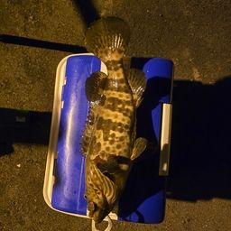 チャイロマルハタ