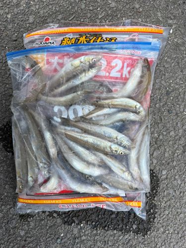キスの釣果