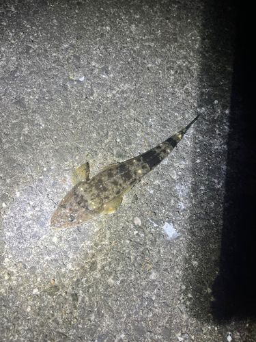 マゴチの釣果