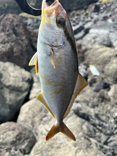 ショゴの釣果