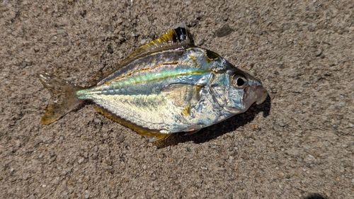ヒイラギの釣果