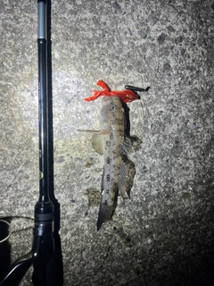 ウロハゼの釣果