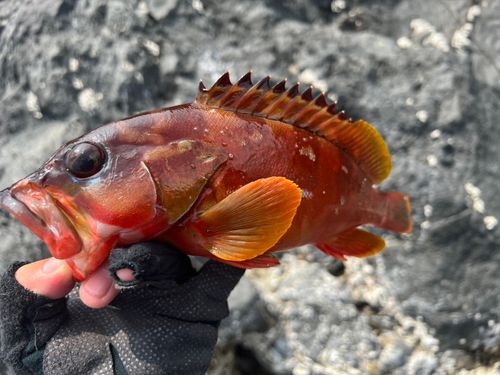 アカハタの釣果