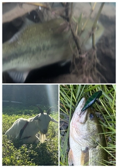 ブラックバスの釣果