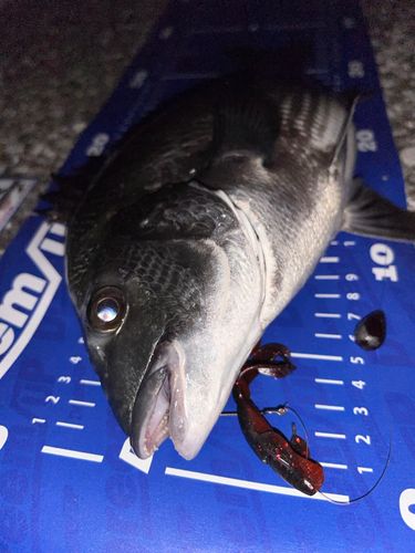 チヌの釣果