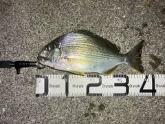 ヘダイの釣果