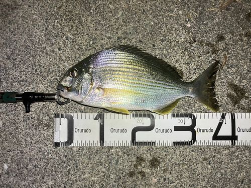 ヘダイの釣果