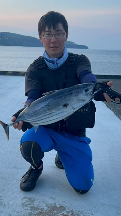 カツオの釣果