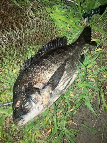 チヌの釣果