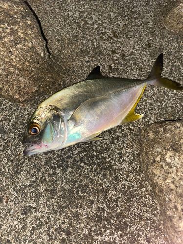 ギンガメアジの釣果