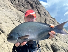 オナガグレの釣果